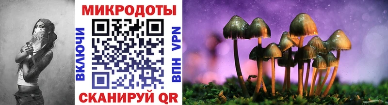 Купить Чернушка Псилоцибиновые грибы Psilocybine cubensis
